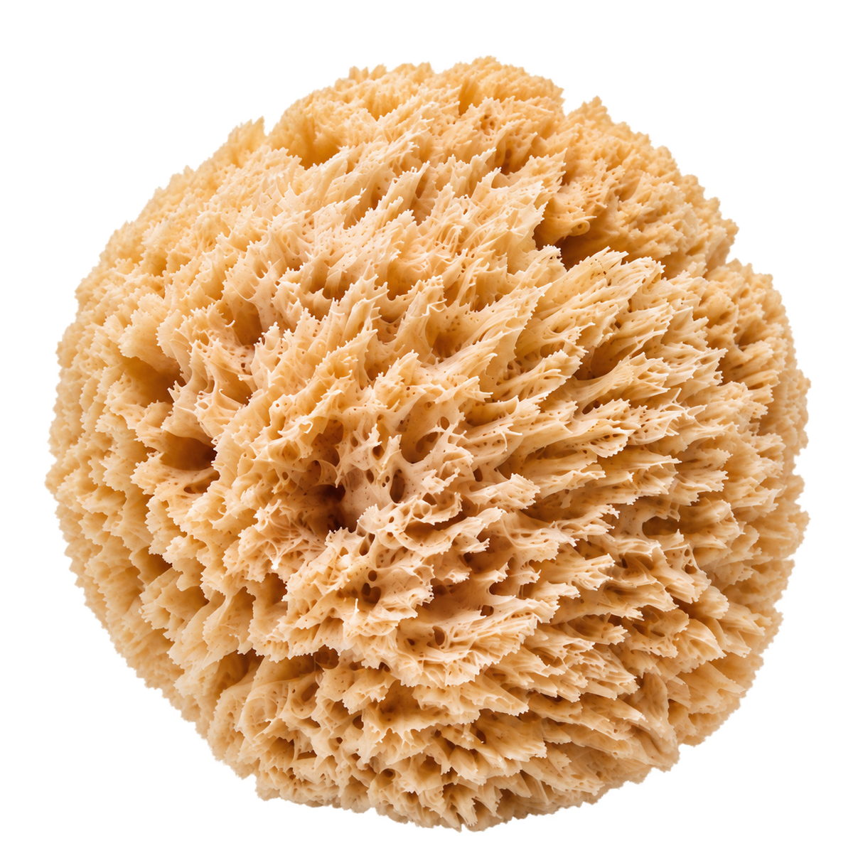Sponge Loofa