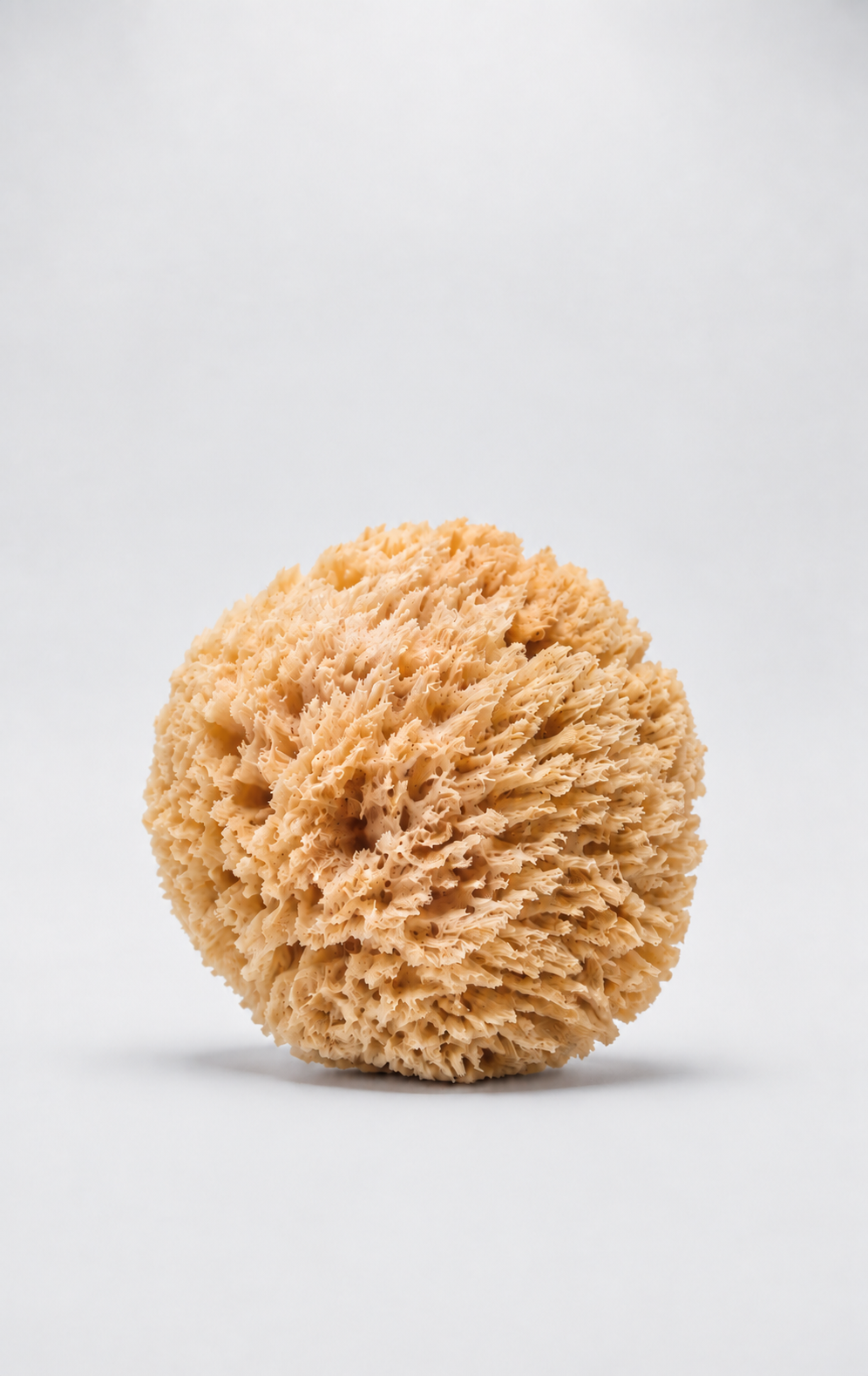Natural Sea Sponge for Bath & Body | 4–5 Inches